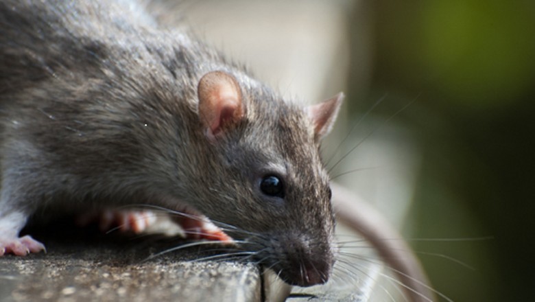 Pest Control Uxbridge