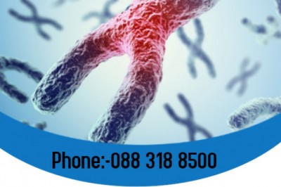 How to maintain the Telomeres length?