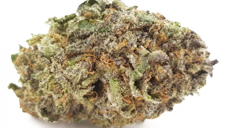 The value of selecting the ideal strain