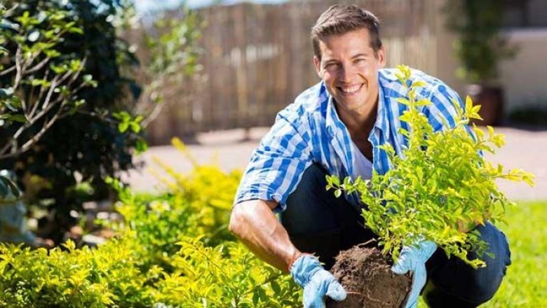 Tree Surgeons Dartford