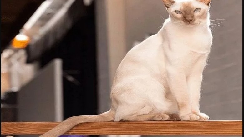 15 Cat Breeds and Their Personalities