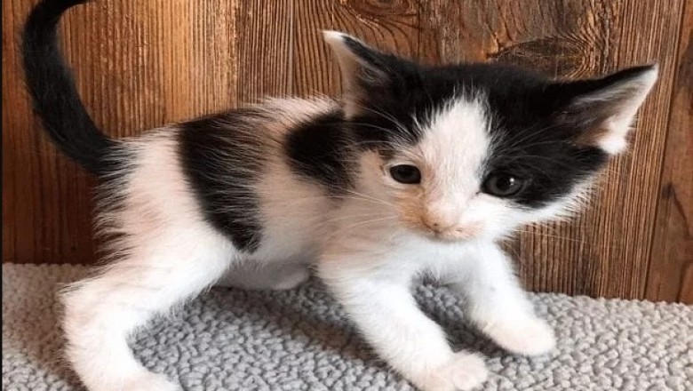 Cute Cat Names ... And Ways to Come across Them