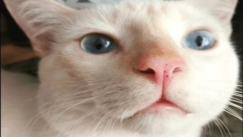 Funny Cat Videos Will Make You Laugh