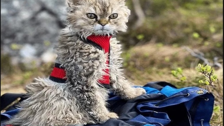 Large Domestic Cat Breeds