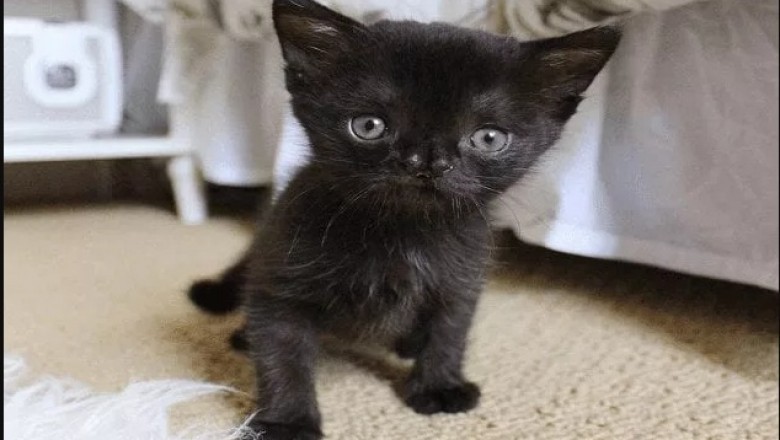 Names for Cats - Pondering Outdoors the Box To seek out The perfect Name
