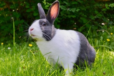 Is Biopet Vegan Dog Food the Best Alternative on the Market?