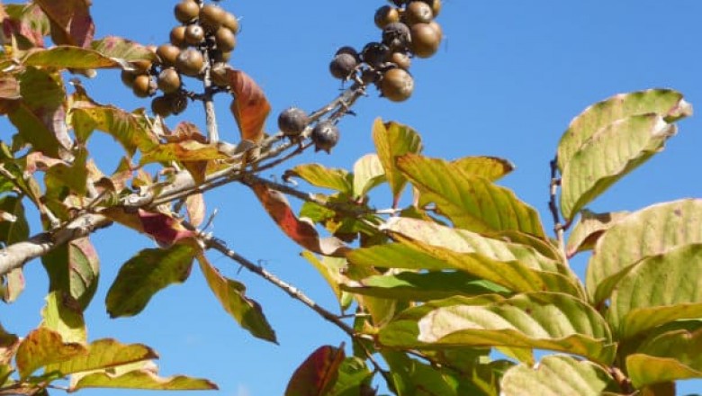 Lagerstroemia Speciosa Extract | Banaba Extract Supplier