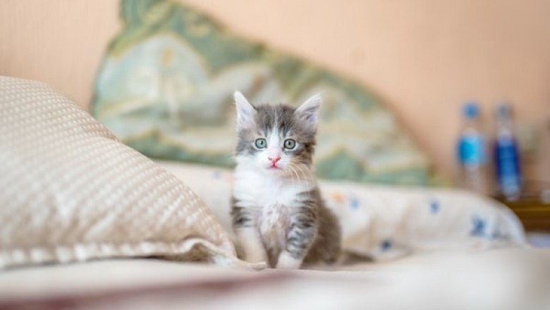 What Are the Biggest Advantages That an Online Pet Warehouse Can Provide?