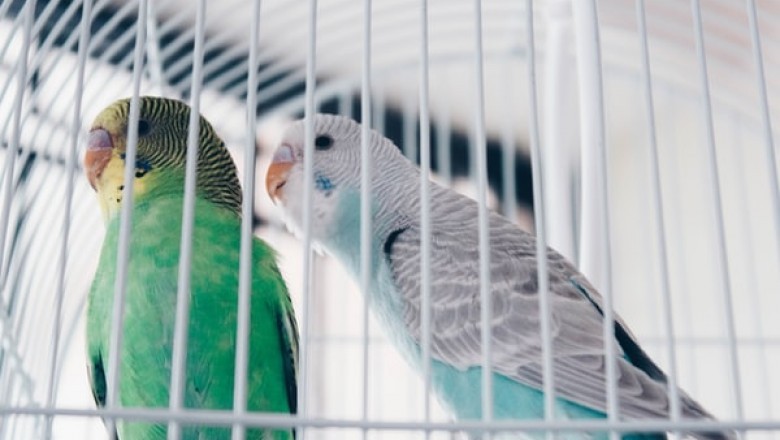 What Is the Best Bird Food for Your Parrot?