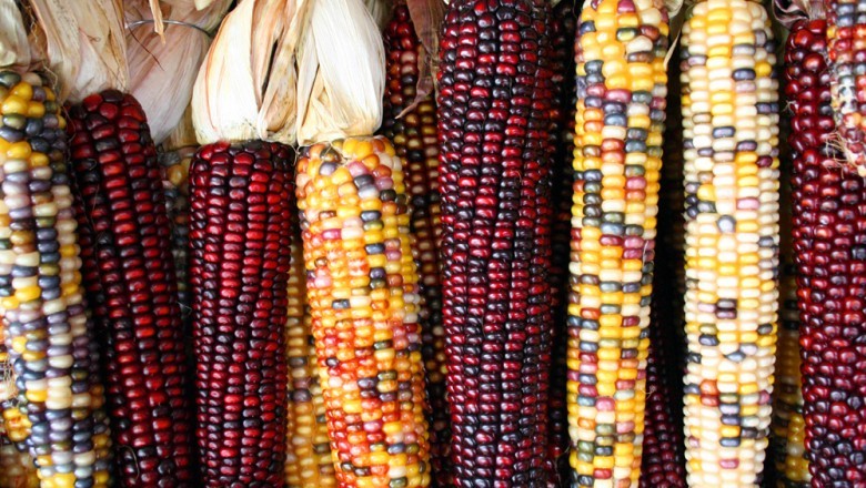 Forage Maize Seed Market- How to Leverage on Agriculture Industry During COVID-19 Crisis?