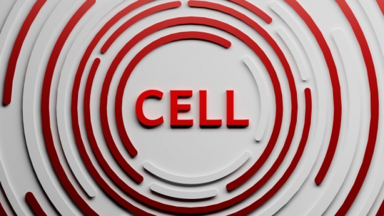 Transplantation of Stem Cells - A Good Therapy