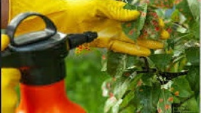 Global Fungicide Market Trends, Size, Forecast - 2019-2025