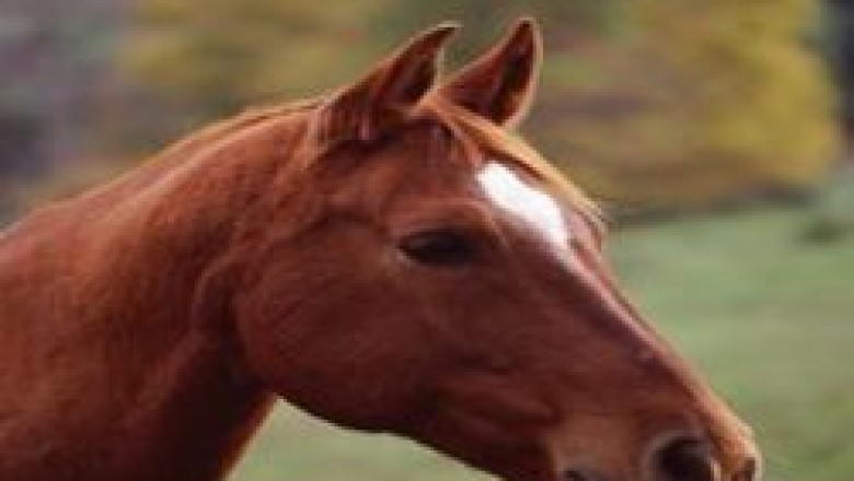 Best Places To Go For Adventurous Horse Riding in Canberra - Horse Riding Now