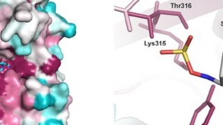 Beta-lactam and Beta-lactamase Inhibitors Market Global Size and Trends 2020 to 2030