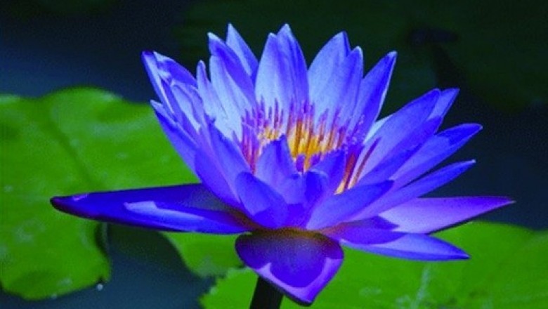 All About Herbal Products and Their Benefits