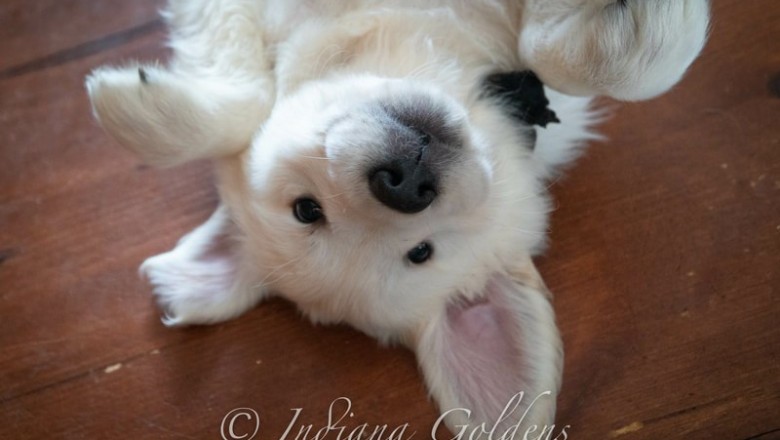 Golden Retriever Tennessee - Tri-star Goldens