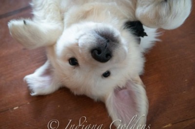 Golden Retriever Tennessee - Tri-star Goldens
