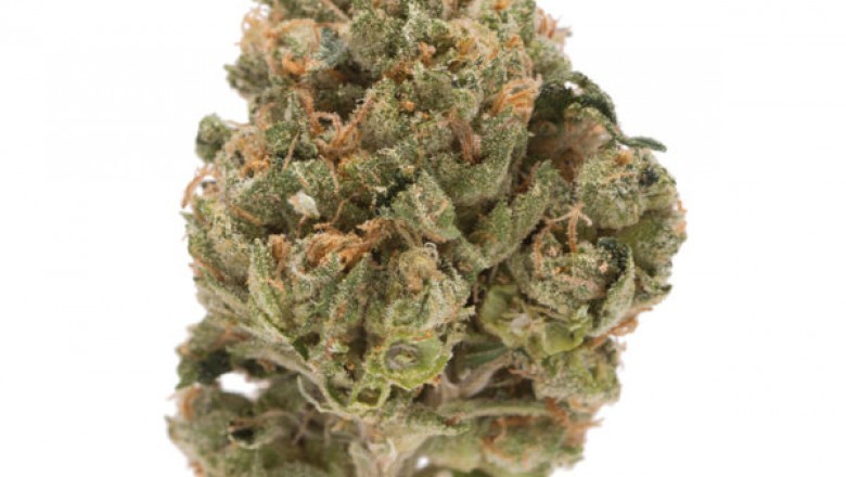 How to make the most powerful and efficient CBD tea