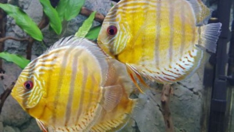 Researching Discus Fish for Sale