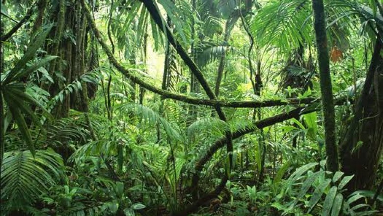 Tropical Rainforest Biome Fig Trees