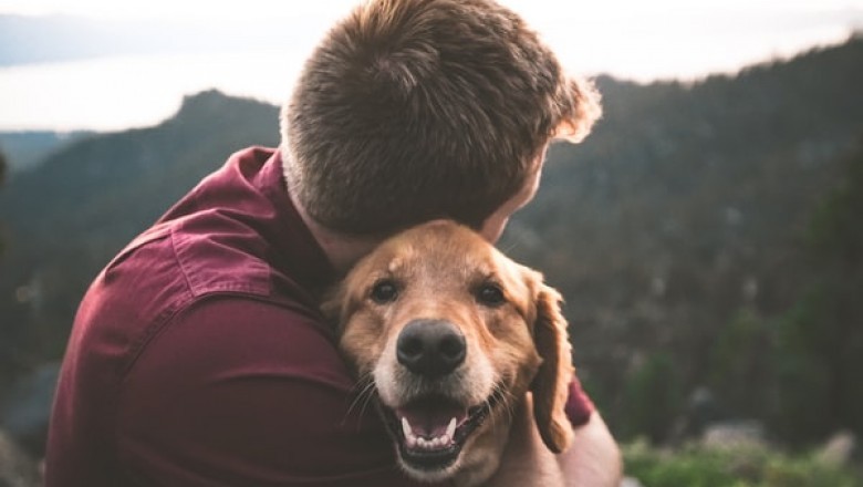 Alternative Meals for Mutts' Options for Your Dog!