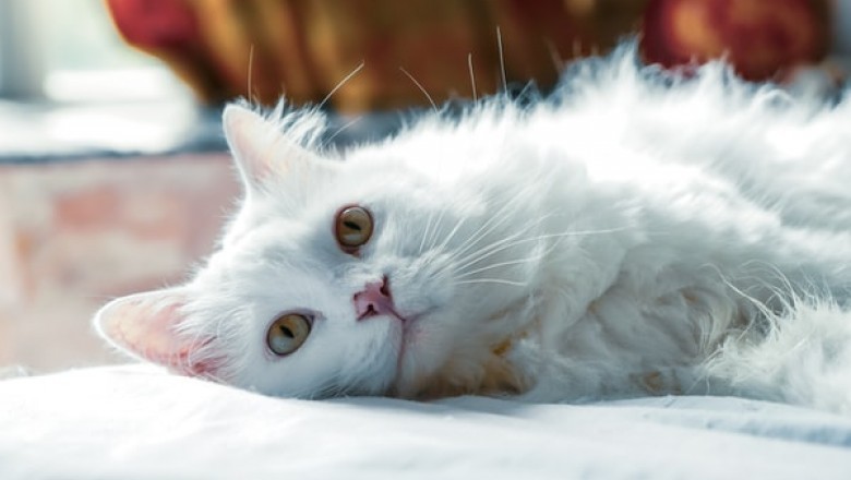 How to Find and Buy the Best Pet Supplies Sydney!