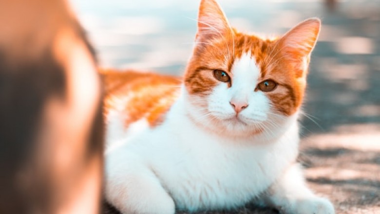 How to Save Your Furniture with a Cat Scratching Post!