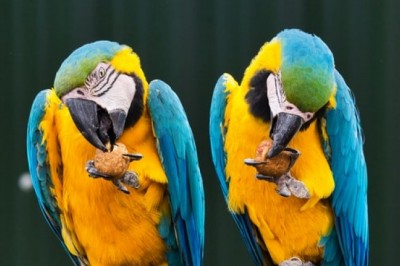 What Types of Parrot Toys Does Your Pet Need?
