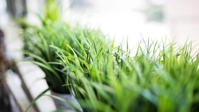 How to Collect Grass Clippings After Mowing?