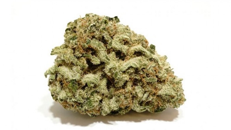 A newcomers guide to hemp plants