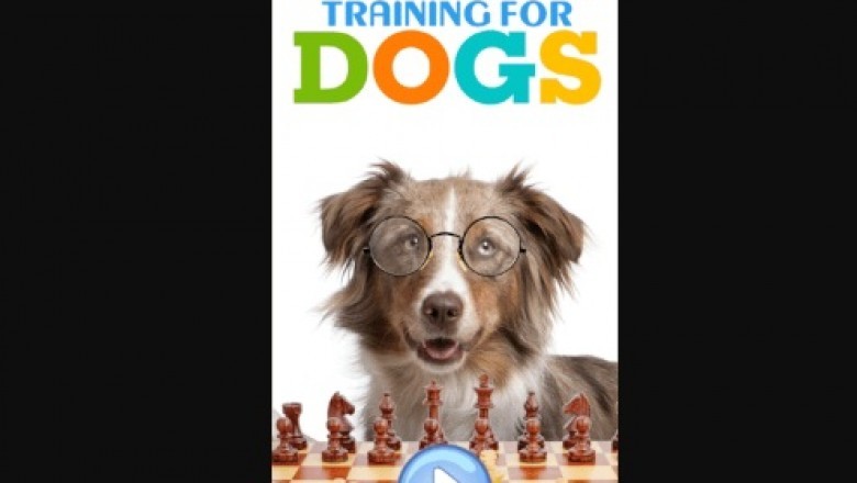 5 Tips about Dog Training You Can Use Today