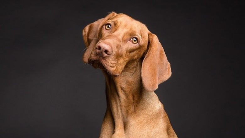 EVERYTHING YOU SHOULD KNOW ABOUT SENIOR DOG CARE