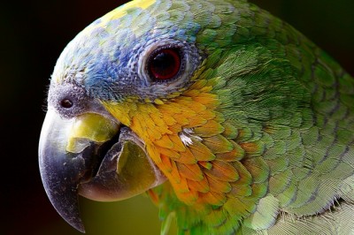 Bird and Exotics pet, Mammals veterinary specialist Clinic Singapore
