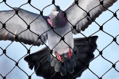 Pigeon net supplier in Jaipur