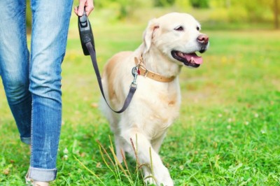 Entrepreneurs can get stellar on-demand pet sitting app from Appdupe