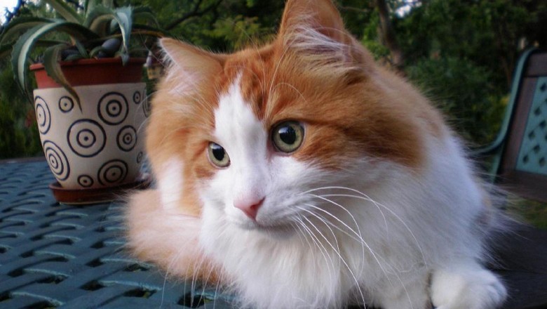 Kucing Anggora Terbaik