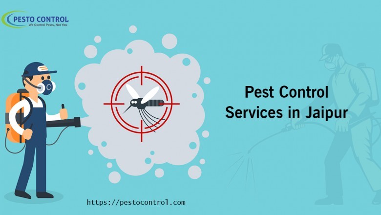 Pest Control Service Provider in Jaipur | Insect Free Home