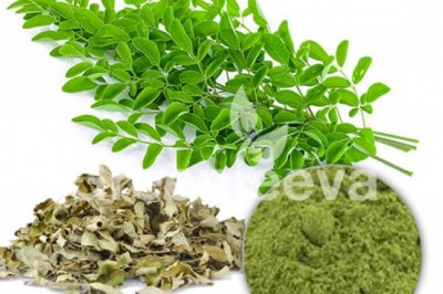Organic Moringa Leaf Extract Powder