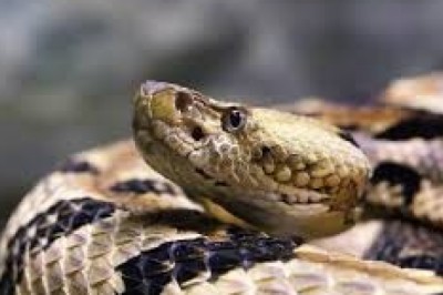 Sonhar com cobra