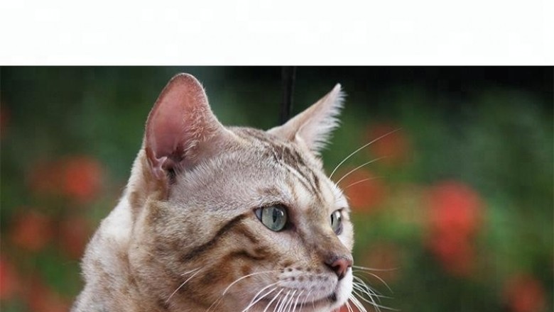 Localizador para gatos
