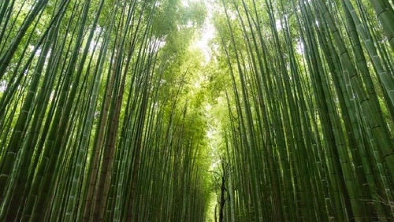 Bamboo Straw Care Suggestions