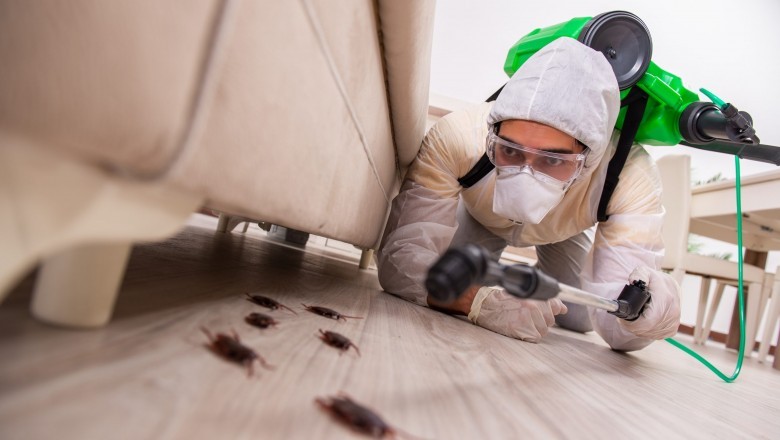 Borer Treatment Palmerston North