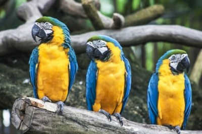 Are Bird Toys Really Important for Your Parrot?