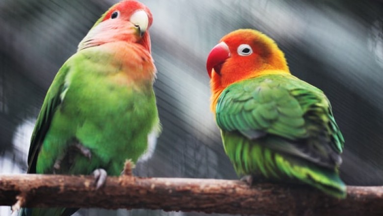 From Where Should You Buy Bird Supplies for Your Parrot?