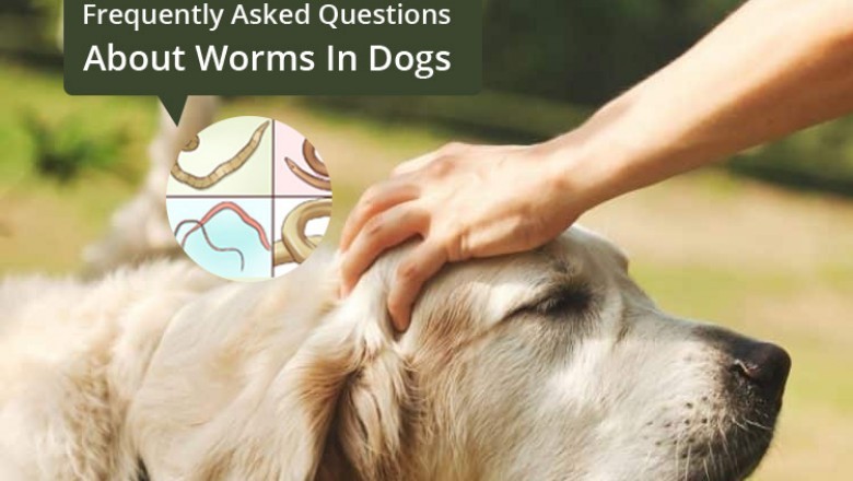 Frequently Asked Questions About Worms In Dogs