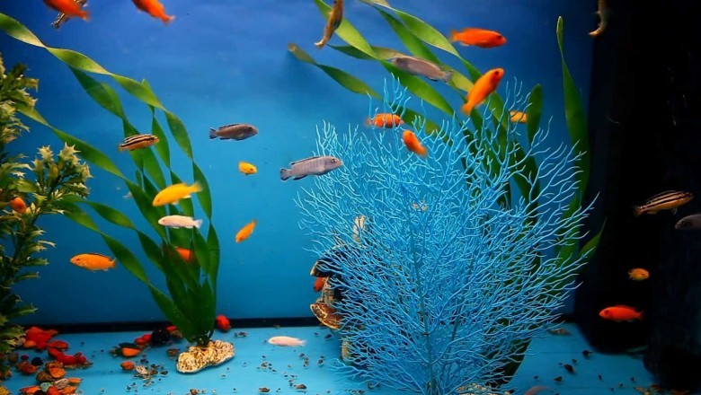 Aquarium Concepts - 3 Crucial Strategies For Beginner Fishkeepers