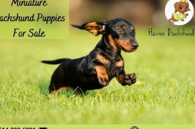 Miniature Dachshund Puppies For Sale