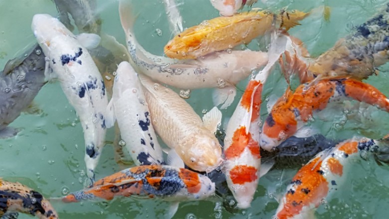 Koi Fish: Shining Jewels of the Water Garden