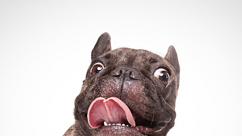 French Bulldog Breeding - 3 Key Problems To consider