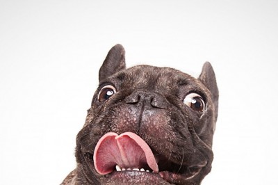 French Bulldog Breeding - 3 Key Problems To consider